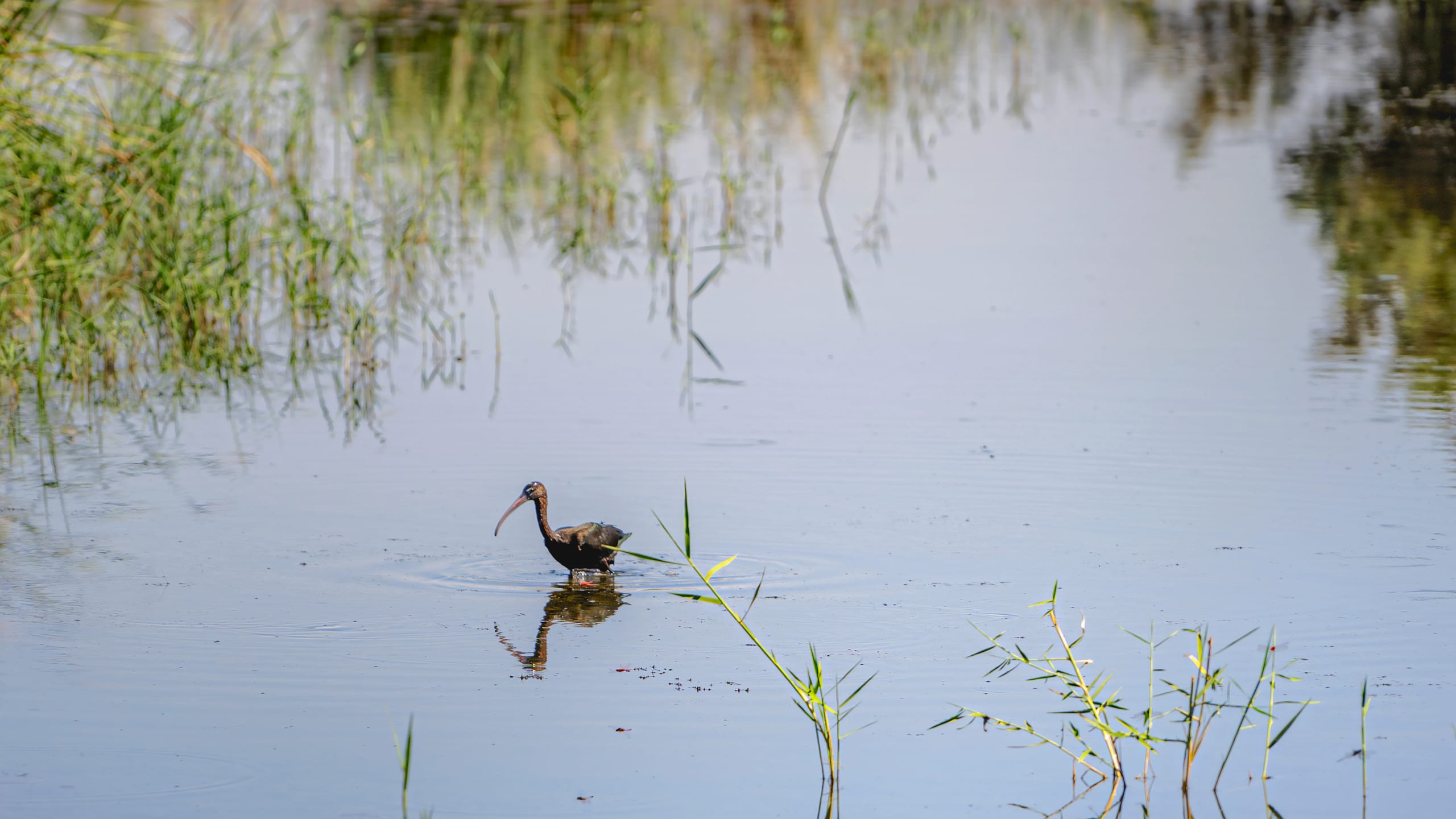 Animals Bird Bafalo Jordan Azraq, a fine-art photograph by Ali Abu Ras