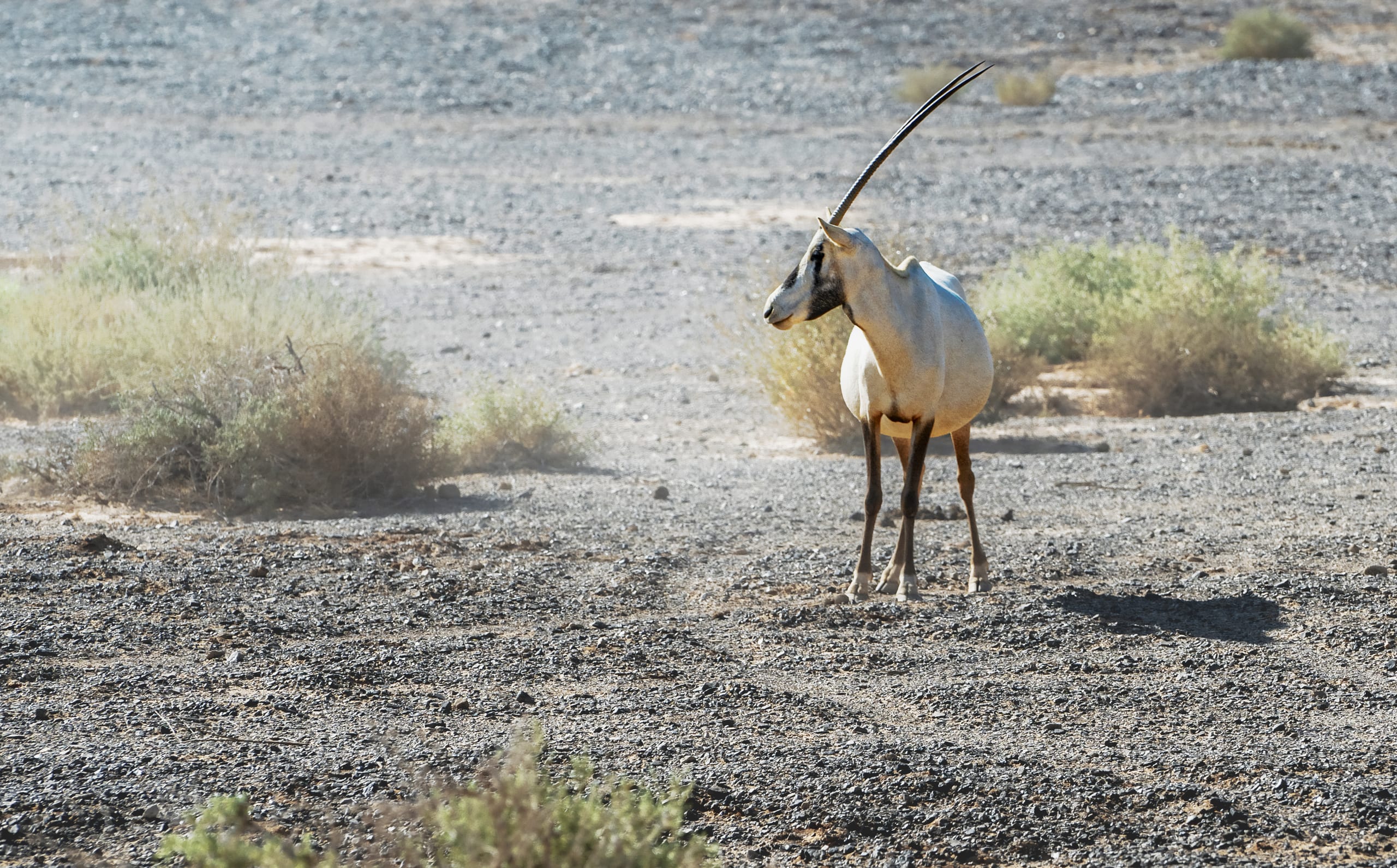 Animals Maha Jordan Azraq, a fine-art photograph by Ali Abu Ras