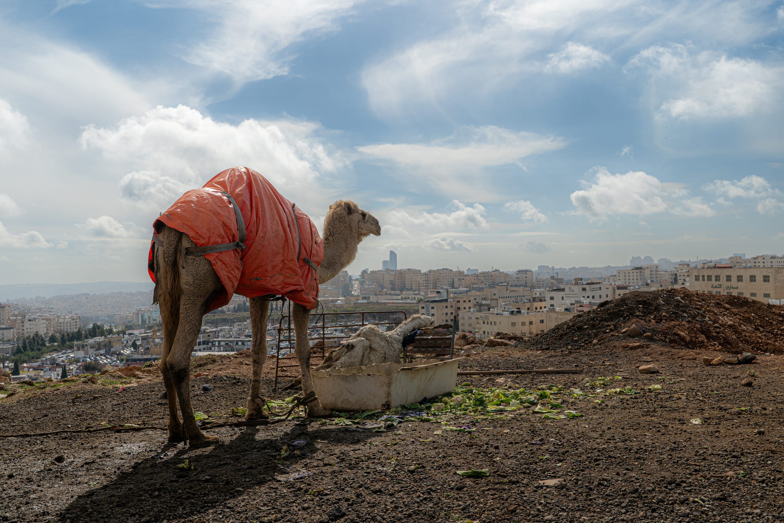 A dromedary wearing an orange cover stands on a rocky hill overlooking a city skyline under a wide cloudy sky, with another resting animal partially visible near a trough.