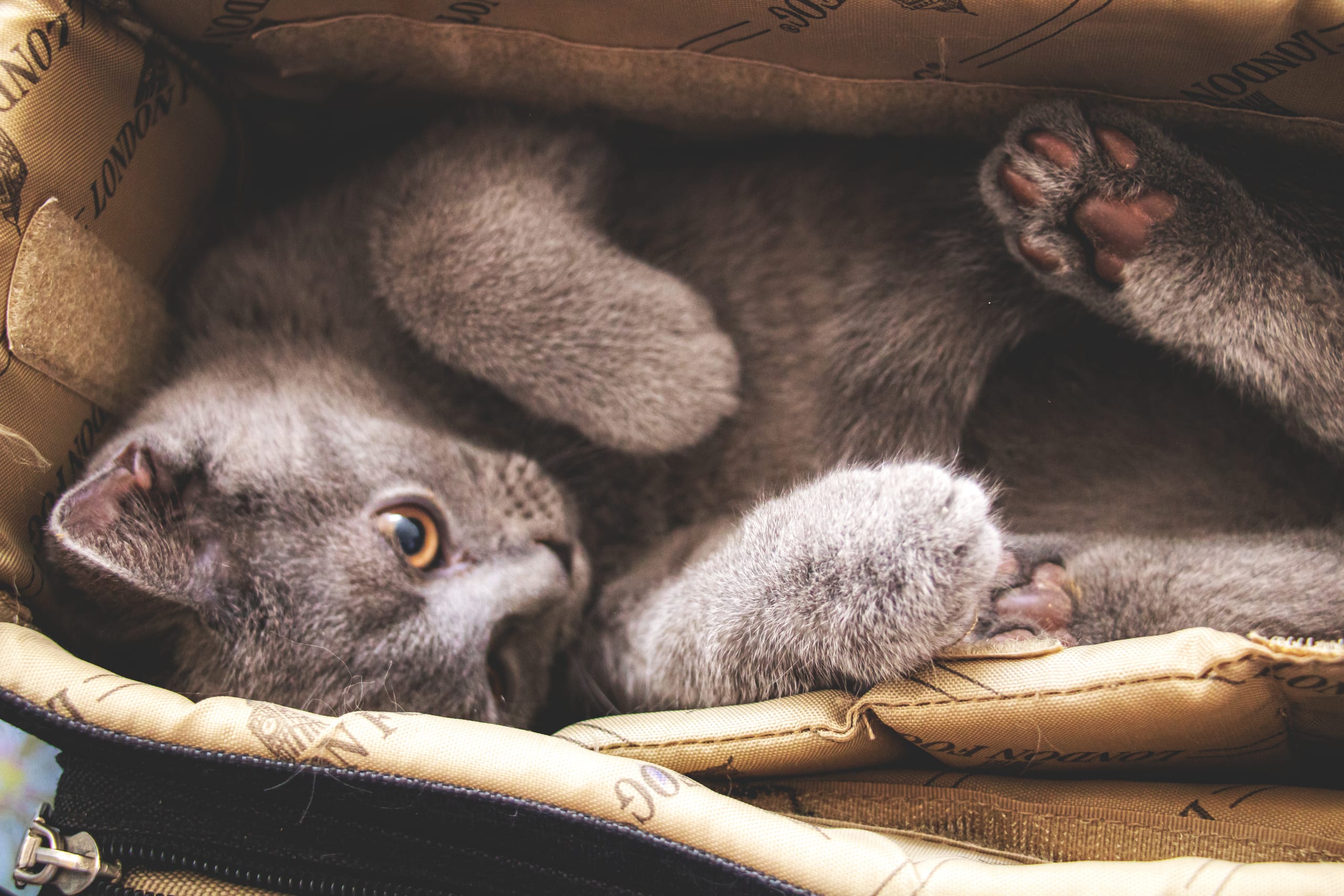 Animale CAT Gray Eyes BOX, a fine-art photograph by Ali Abu Ras