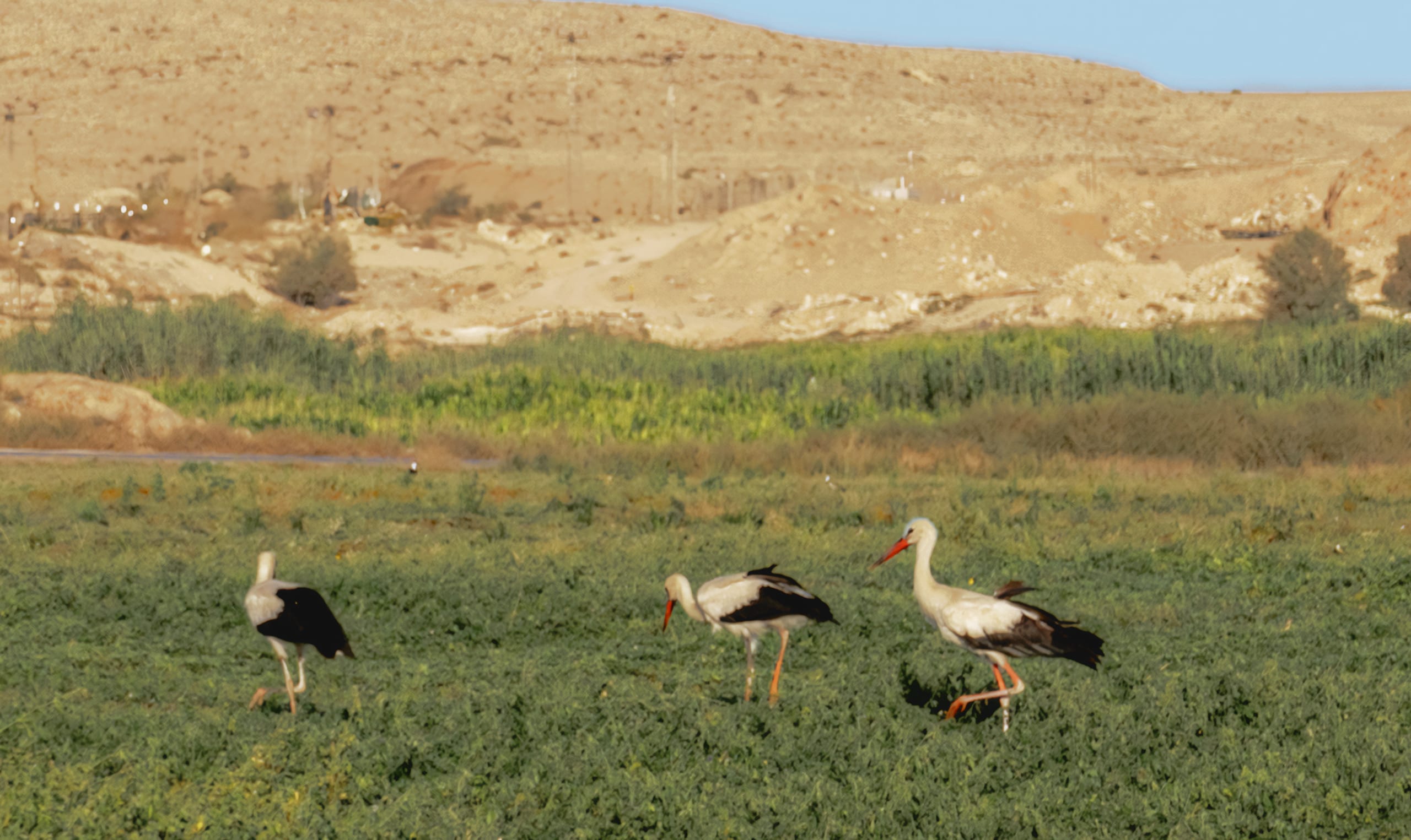 Farm Hashmiah Birds, a fine-art photograph by Ali Abu Ras