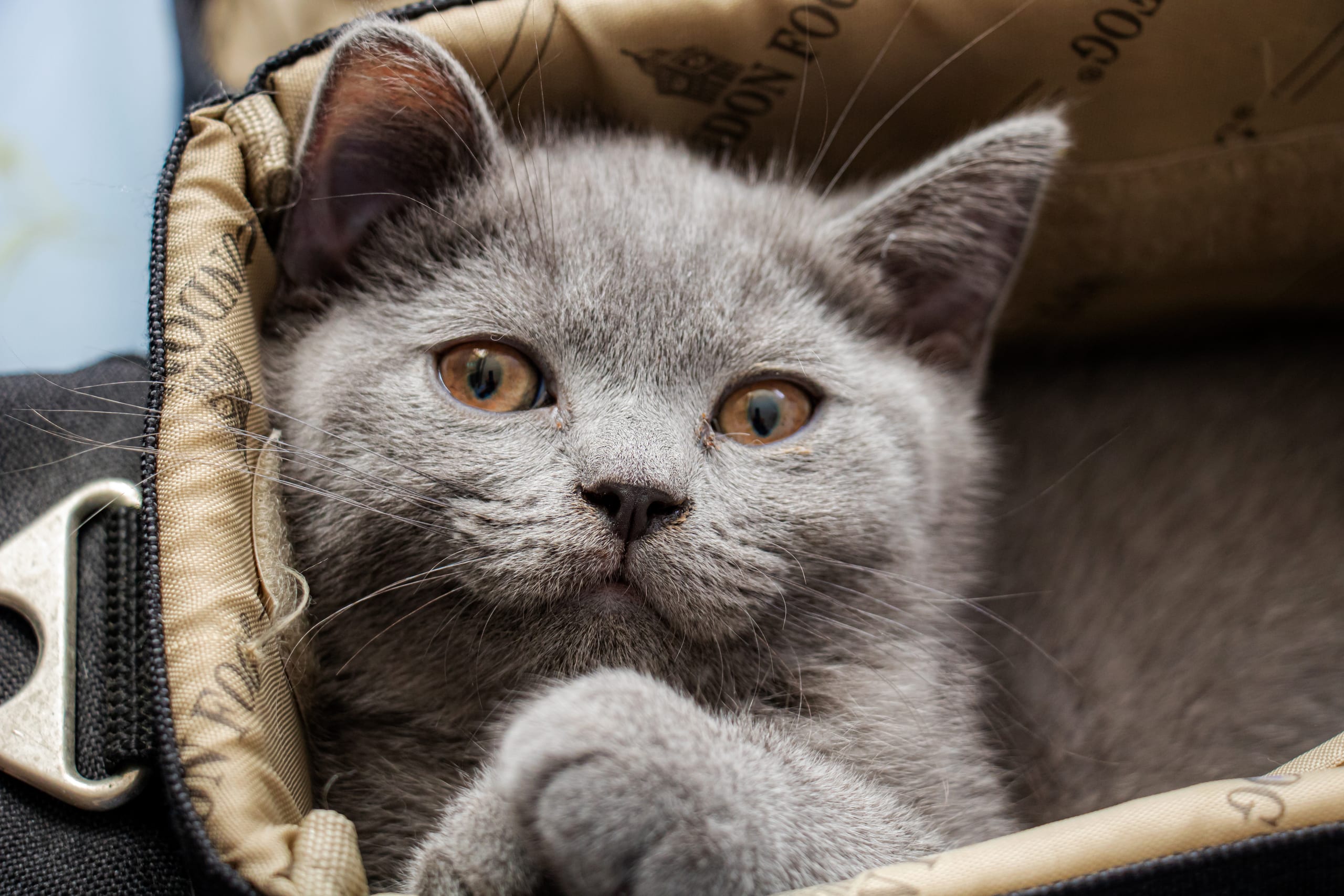 Animale CAT Gray Eyes BOX, a fine-art photograph by Ali Abu Ras