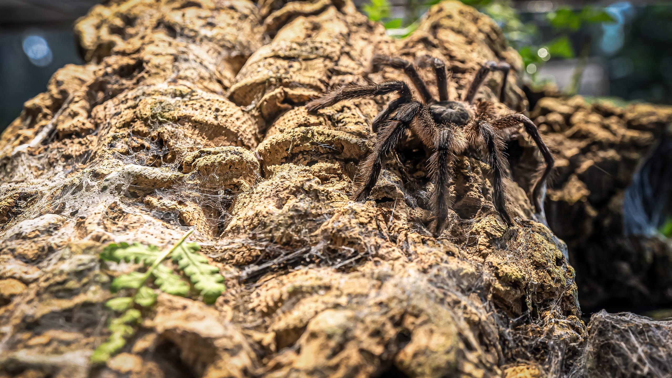 Close-up photograph of a dark, hairy tarantula perched on rugged, uneven brown cork bark with visible webbing and a small green fern leaf in the lower left foreground.