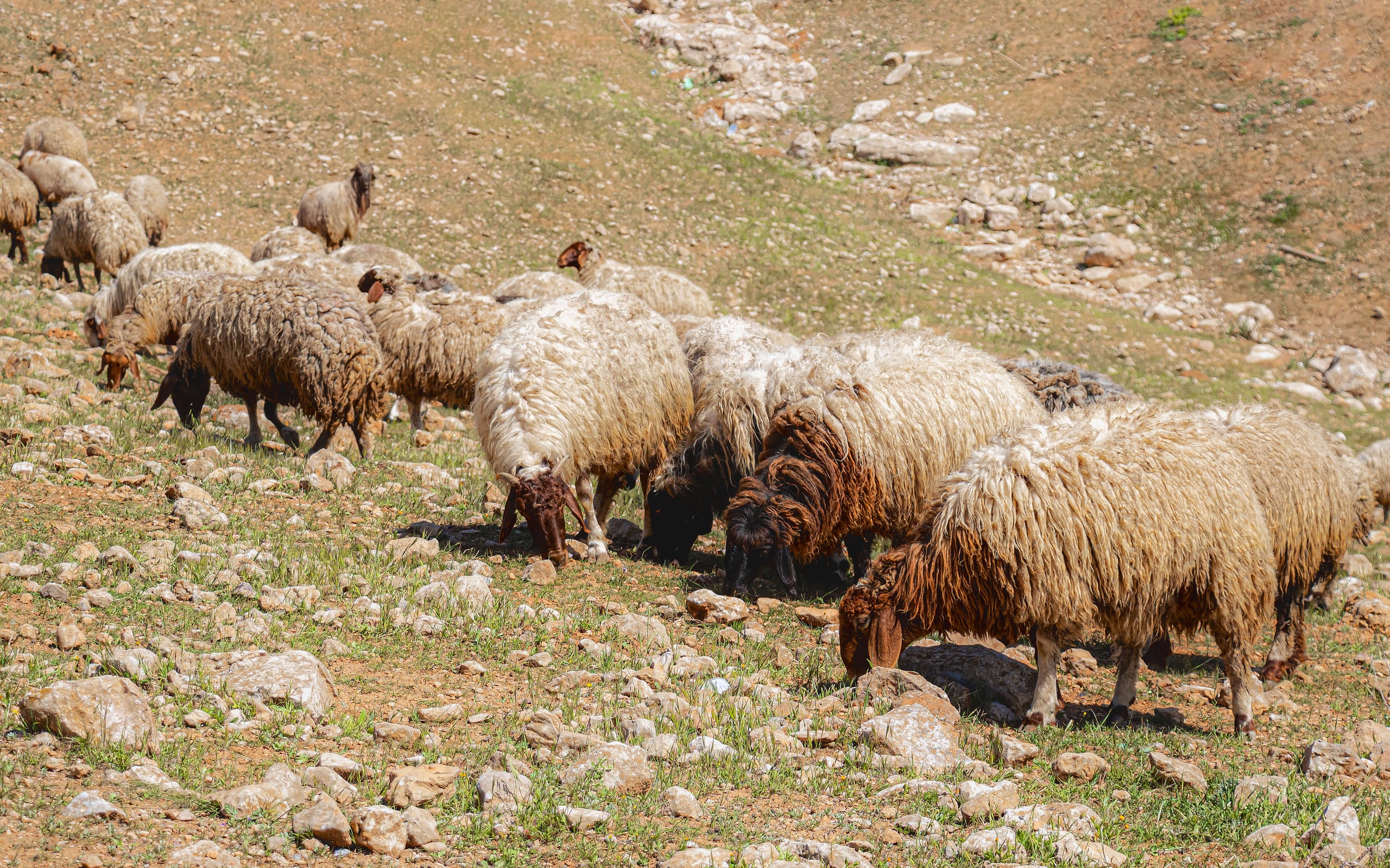 Hashmiah THE Crossing People Fenc, a fine-art photograph by Ali Abu Ras