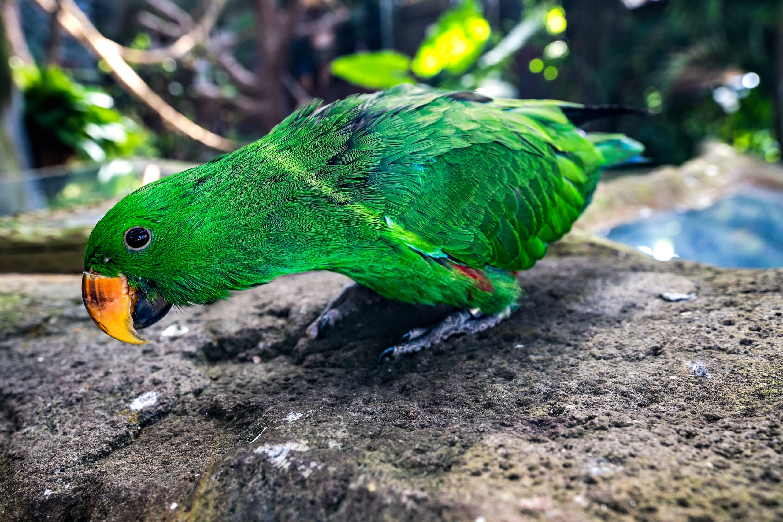 Close-up of a vibrant green parrot with an orange beak perched on rough stone, set against a softly blurred tropical background.