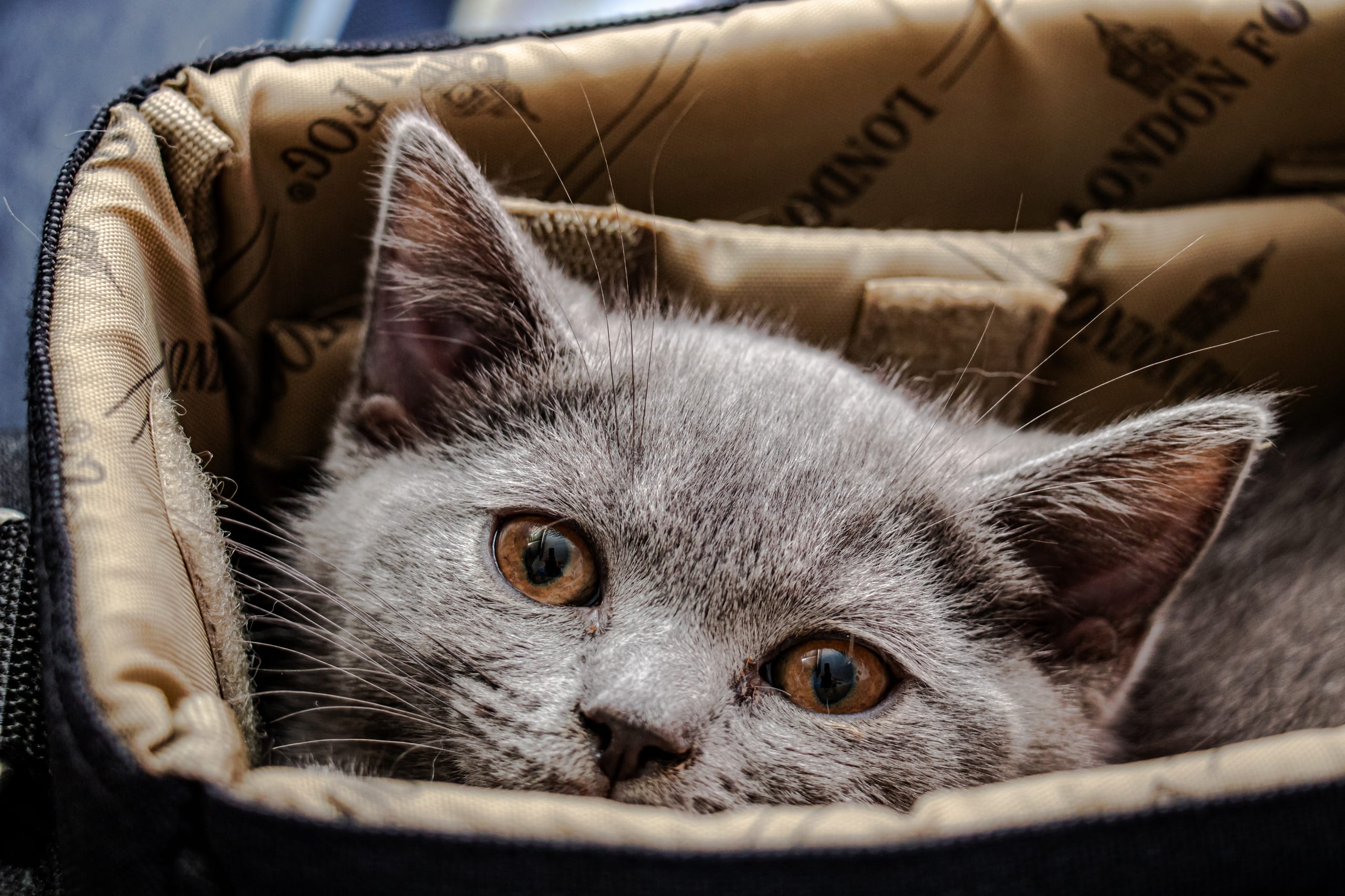 Animale CAT Gray Eyes BOX, a fine-art photograph by Ali Abu Ras