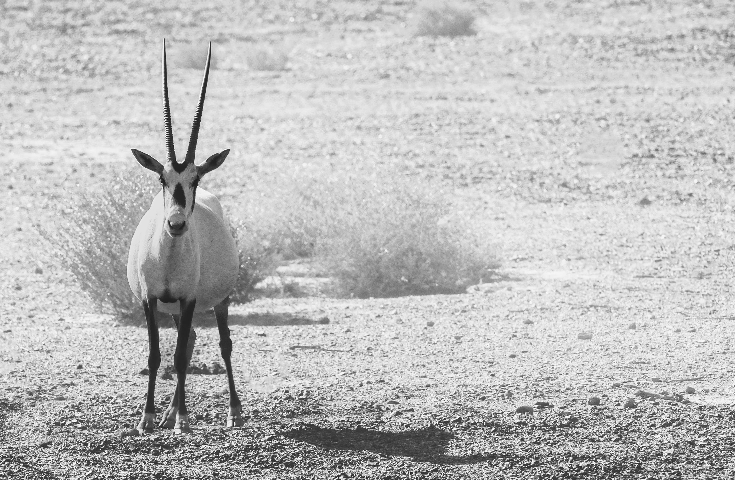 Animals Maha Jordan Azraq, a fine-art photograph by Ali Abu Ras