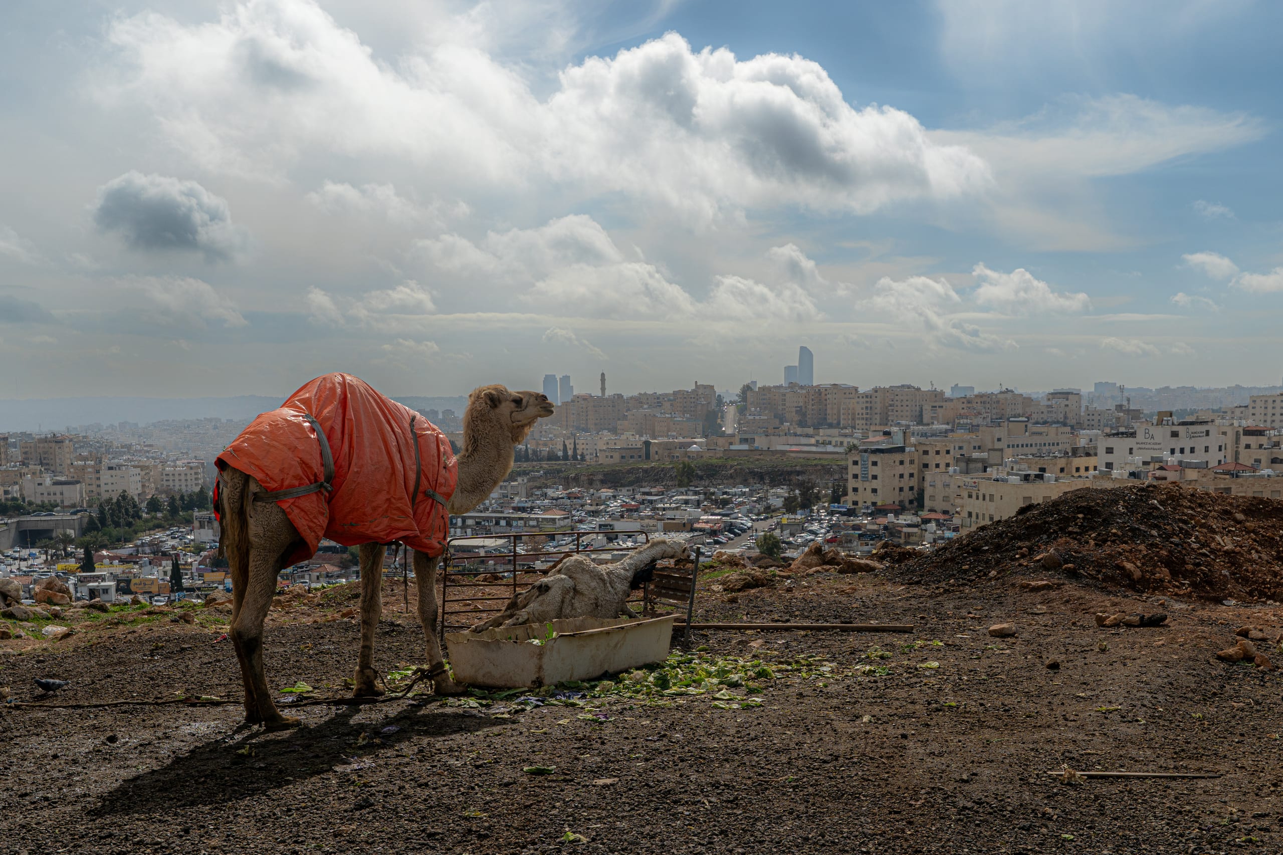 A camel draped in a bright orange cover stands on a dusty elevated foreground, facing right toward a sprawling cityscape stretching across the horizon beneath a vast, cloudy sky.