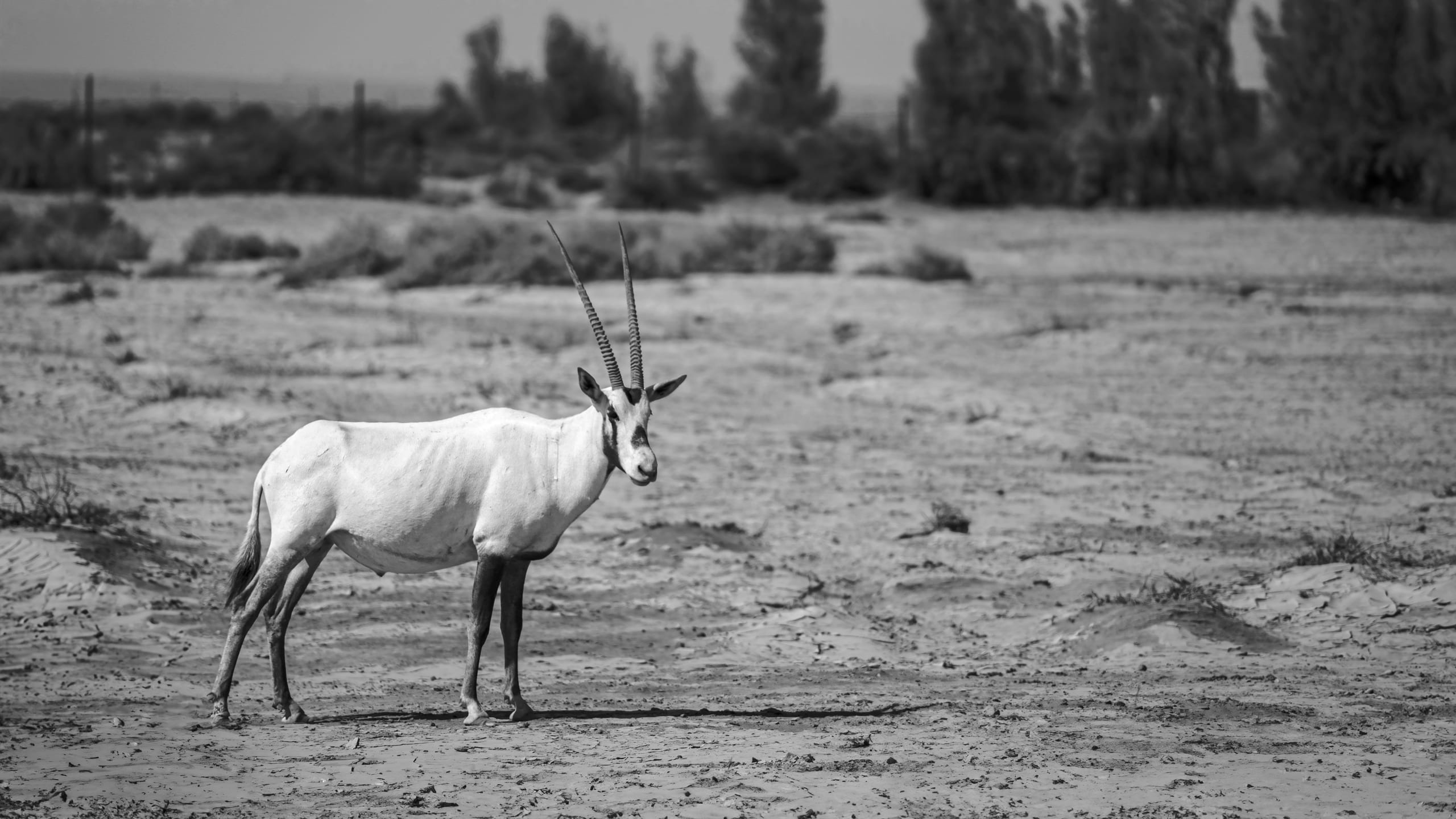 Animals Maha Jordan Azraq, a fine-art photograph by Ali Abu Ras