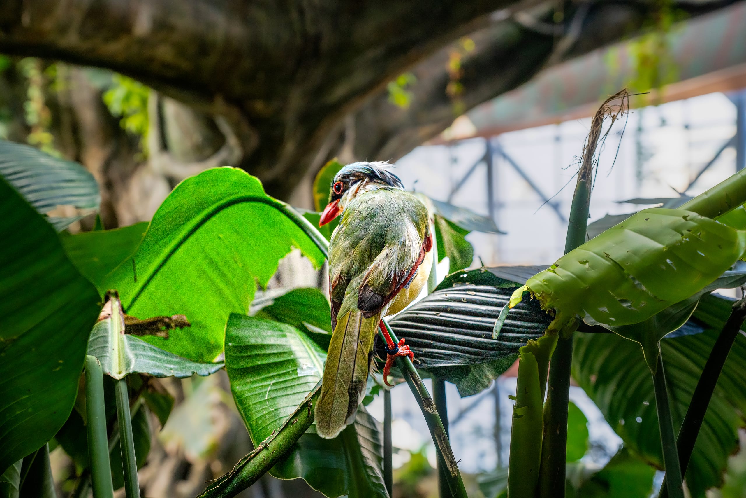 A colorful bird perched on a stem among large green tropical leaves, viewed from behind with its head turned back.
