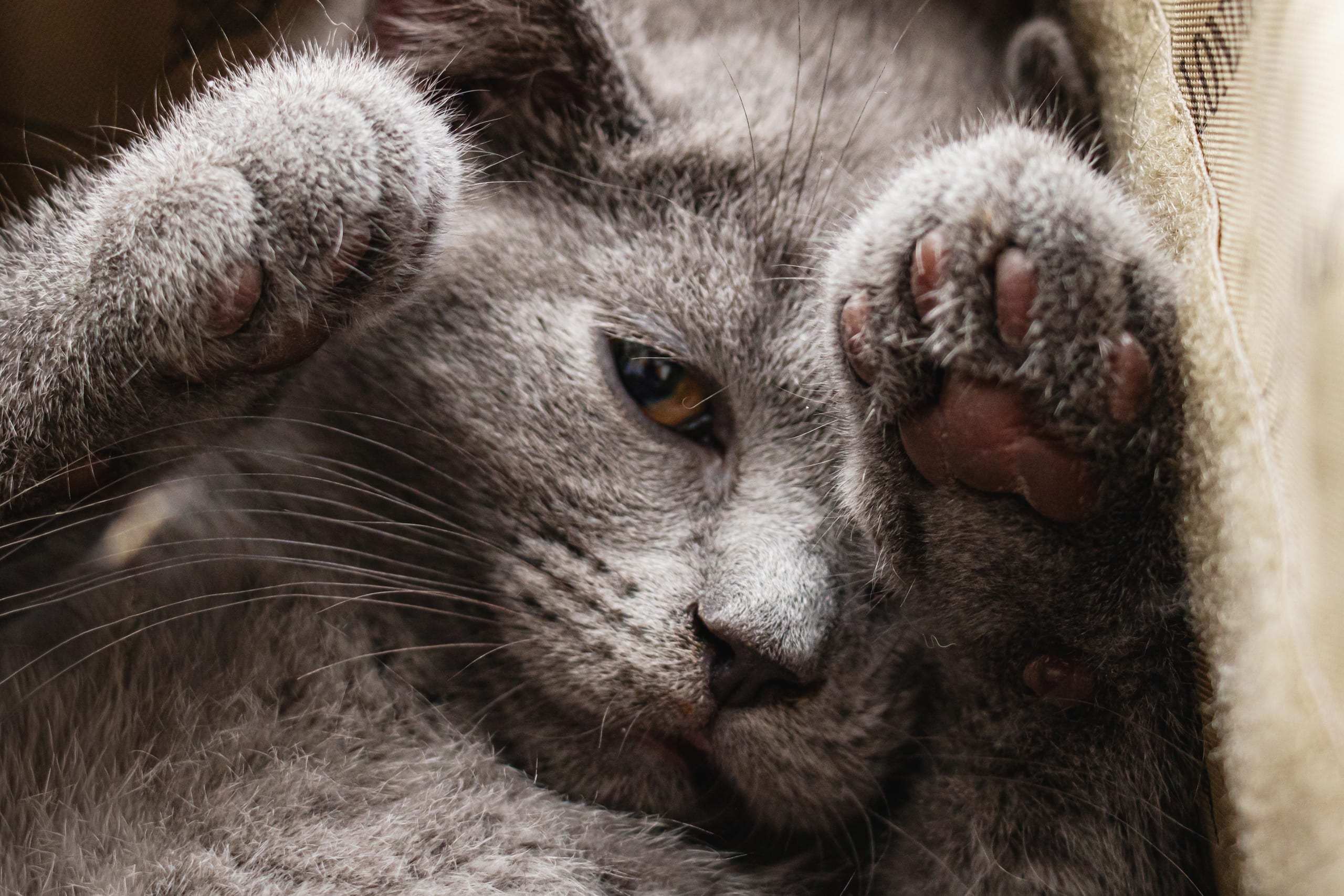 Animale CAT Gray Eyes BOX, a fine-art photograph by Ali Abu Ras