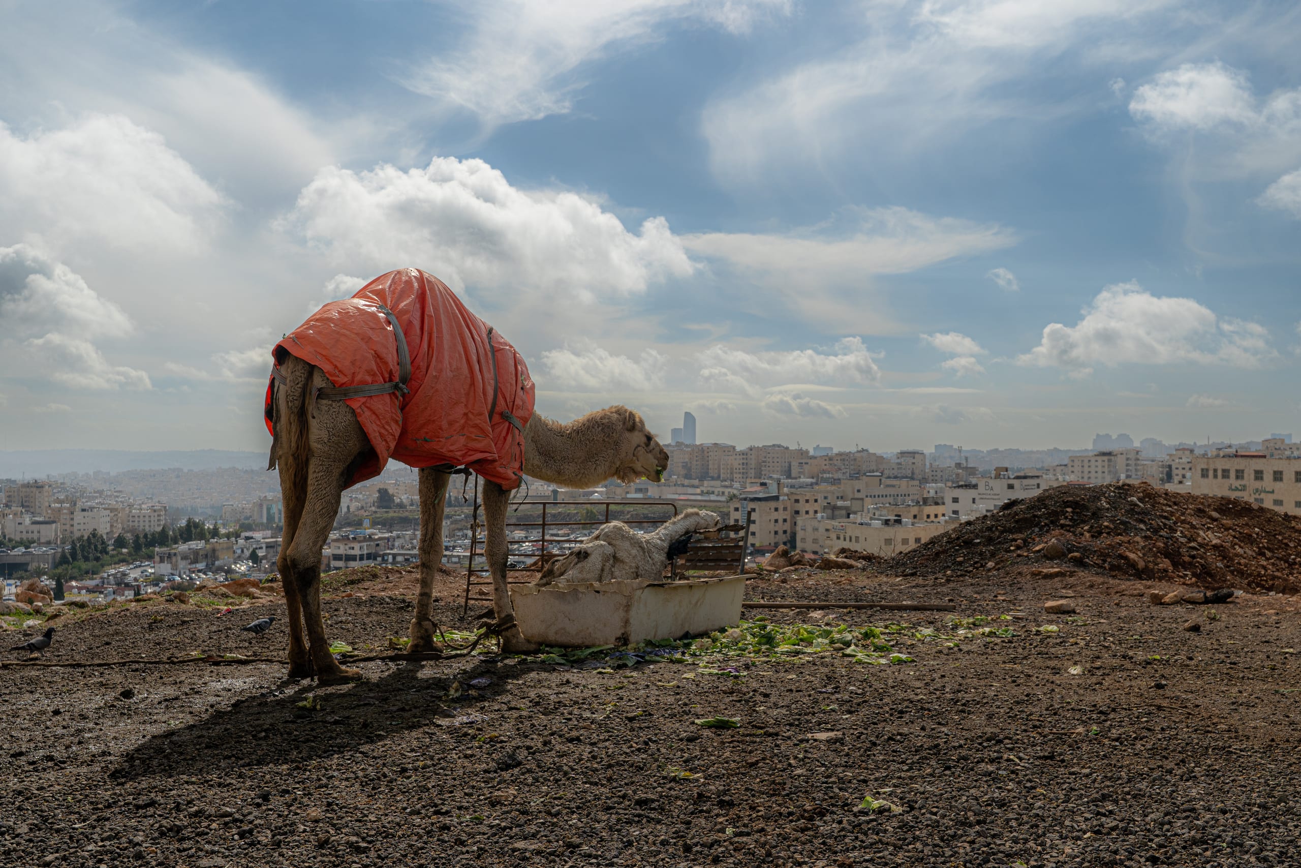A camel draped in a bright orange cover stands on a gravelly hill eating from a container, with an extensive city skyline and cloudy sky stretching out in the background.