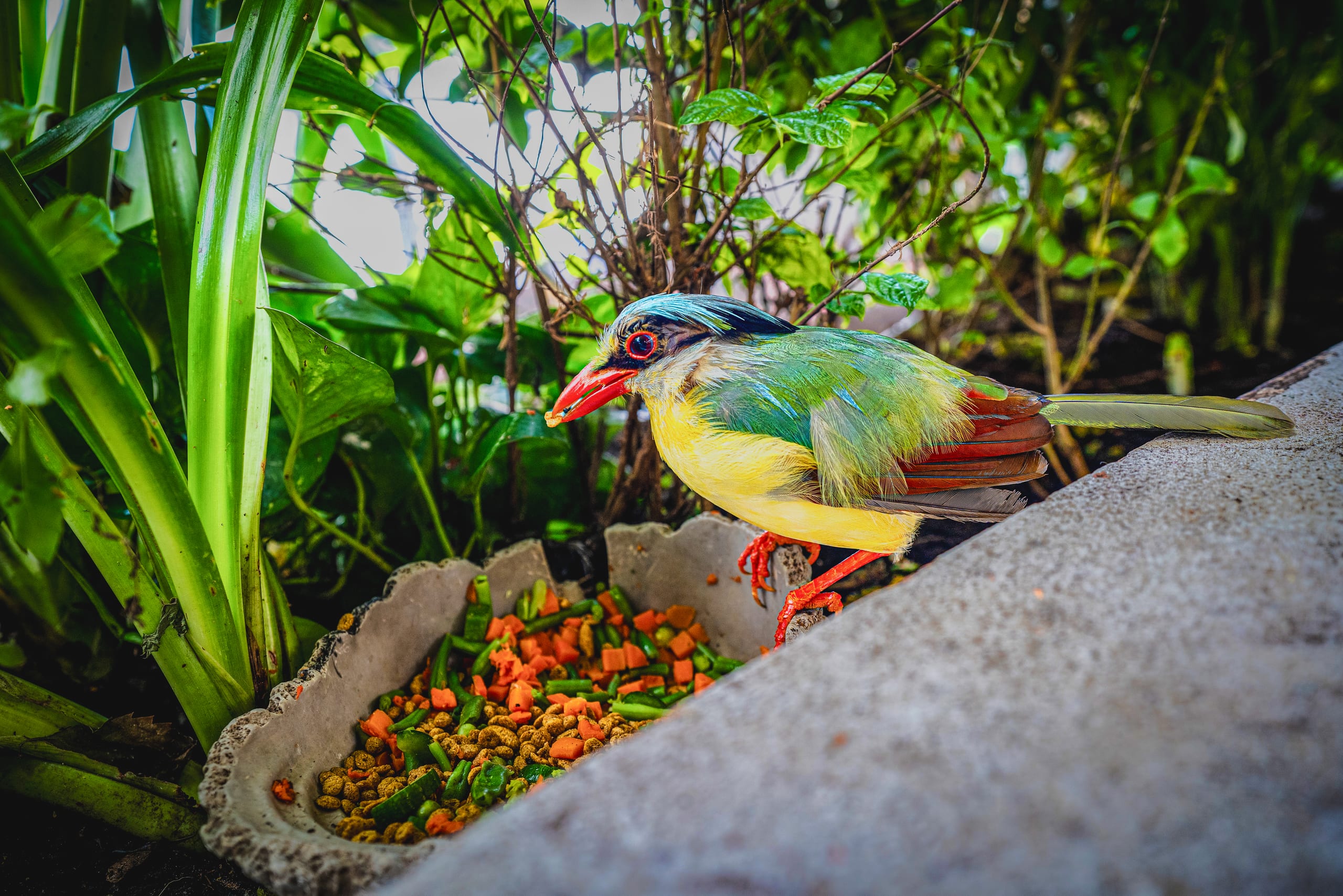 A brightly colored bird with a red beak and striking plumage perched on a concrete ledge beside a stone bowl filled with food amidst green plants.