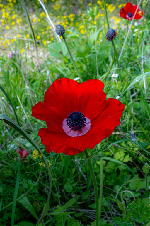 Flower Spring, a fine-art photograph by Ali Abu Ras
