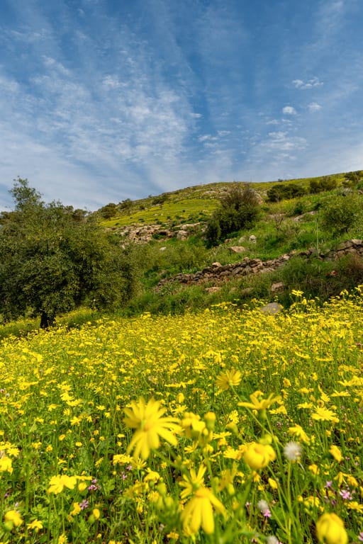 Flower Spring, a fine-art photograph by Ali Abu Ras