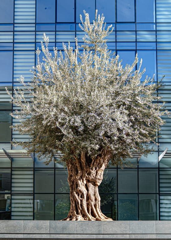 Olive Tree Building, a fine-art photograph by Ali Abu Ras