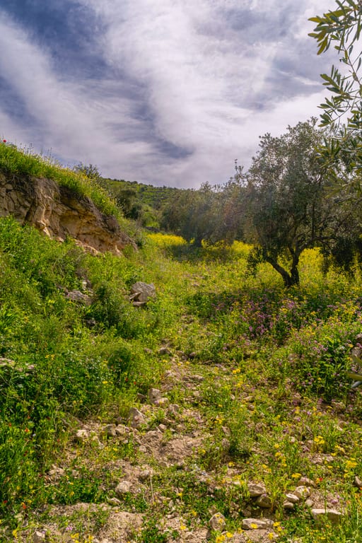 Flower Spring, a fine-art photograph by Ali Abu Ras