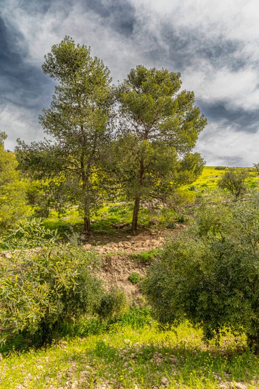Flower Spring, a fine-art photograph by Ali Abu Ras
