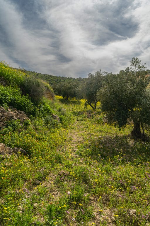 Flower Spring, a fine-art photograph by Ali Abu Ras