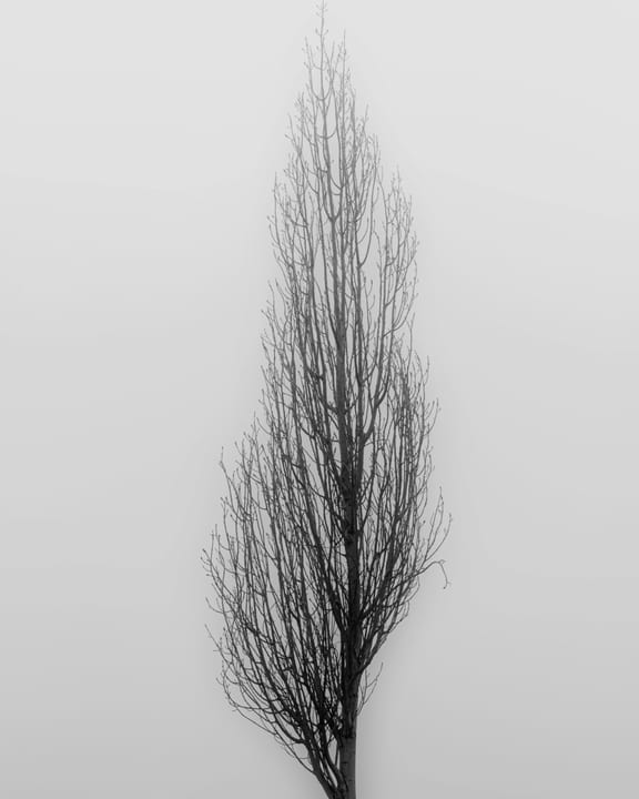 Stilllife FOG Tree, a fine-art photograph by Ali Abu Ras