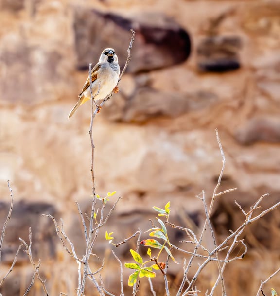 0 Animals Bird Daha Jordan 0, a fine-art photograph by Ali Abu Ras