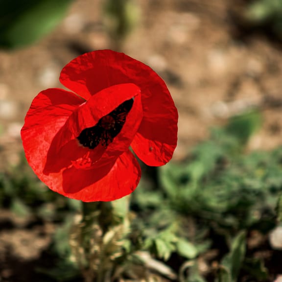 Landscape Anemone RED Flower, a fine-art photograph by Ali Abu Ras