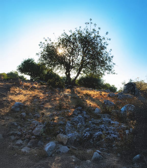 Sunset Landscape Tree Shadow, a fine-art photograph by Ali Abu Ras
