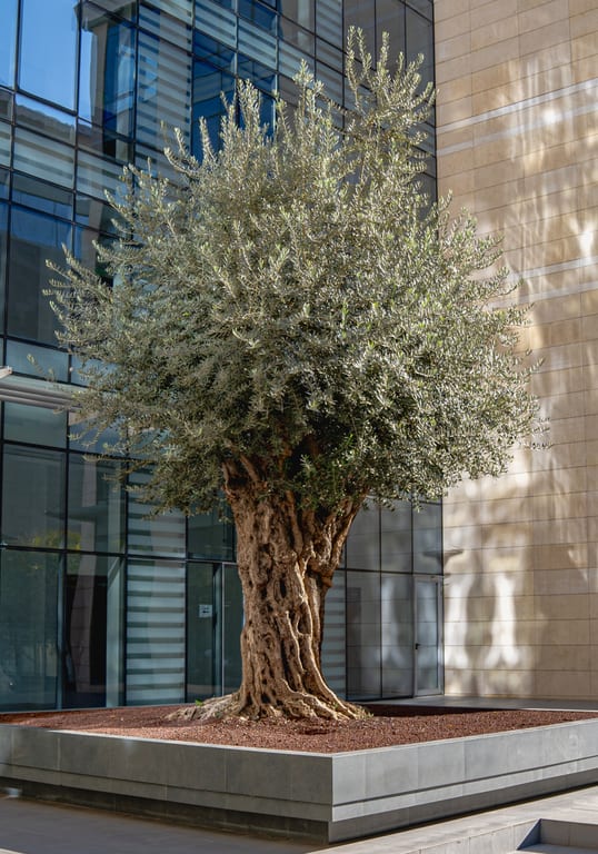 Olive Tree Building, a fine-art photograph by Ali Abu Ras
