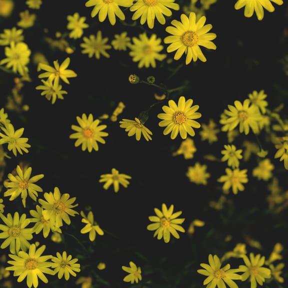 Stilllife Yellow Folwers, a fine-art photograph by Ali Abu Ras