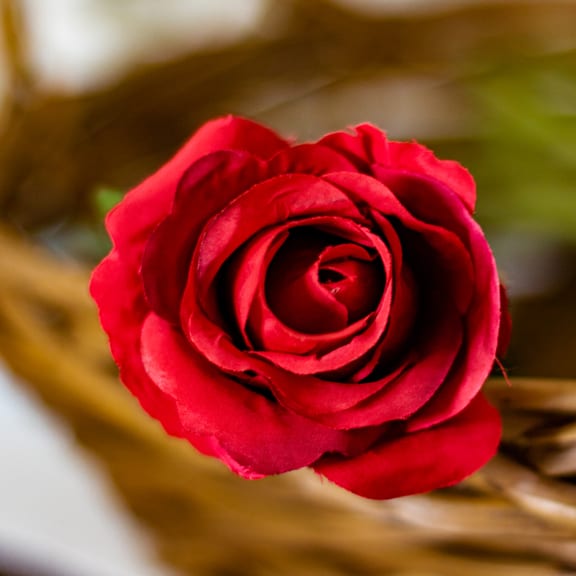 Stilllife Flower Rose RED, a fine-art photograph by Ali Abu Ras