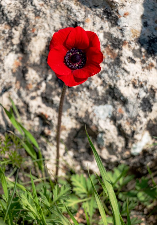 Landscap Anemone Garesa, a fine-art photograph by Ali Abu Ras