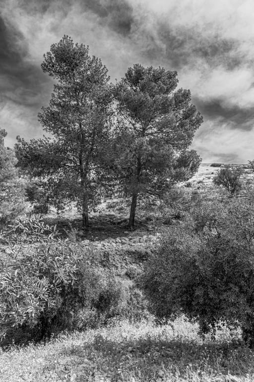 Flower Spring, a fine-art photograph by Ali Abu Ras