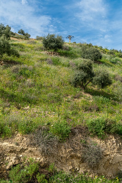Flower Spring, a fine-art photograph by Ali Abu Ras