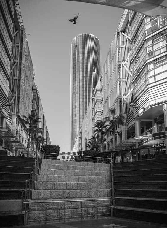 Bolivard Bird Amman, a fine-art photograph by Ali Abu Ras