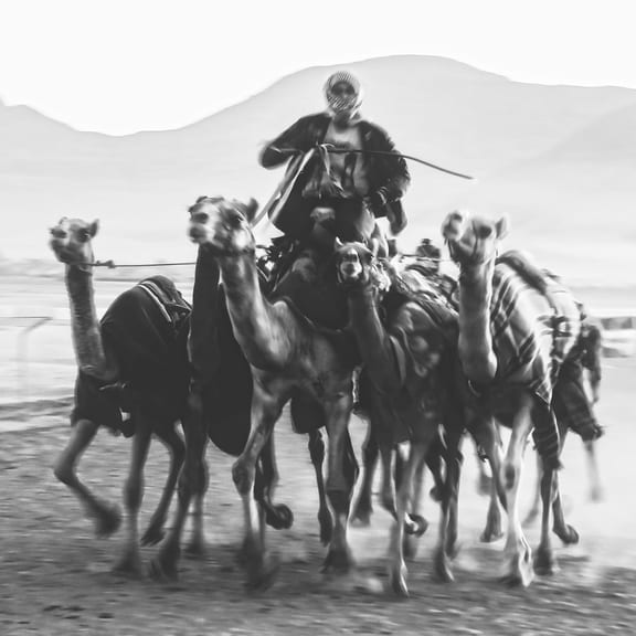Monochrome action shot of a rider atop a leading camel followed closely by a group of running camels across a dusty terrain, with hazy hills in the background.