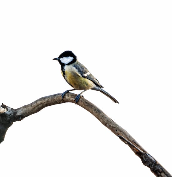 Animals Bird Daha Jordan XL, a fine-art photograph by Ali Abu Ras