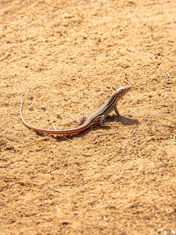 Animals Lezard Daha Jordan, a fine-art photograph by Ali Abu Ras