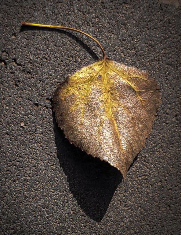 Leave Gold Fine ART, a fine-art photograph by Ali Abu Ras