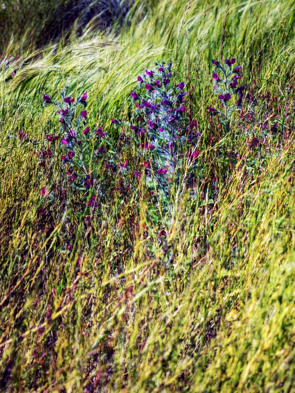 Landscap Purpel Flowers Fineart, a fine-art photograph by Ali Abu Ras