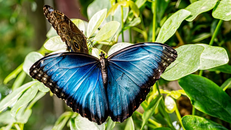 Macro photograph of a bright blue morpho butterfly resting fully open on green leaves, with a second morpho butterfly perched behind it showing its dark, patterned underside.