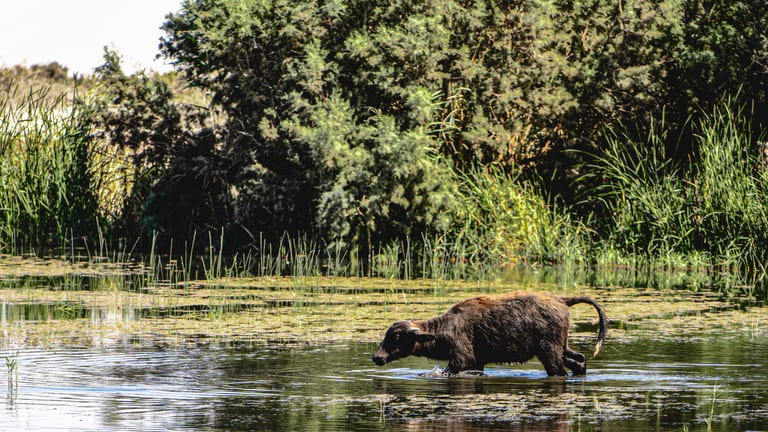Animals Bafalo Jordan Azraq, a fine-art photograph by Ali Abu Ras