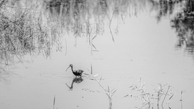Animals Bird Bafalo Jordan Azraq, a fine-art photograph by Ali Abu Ras