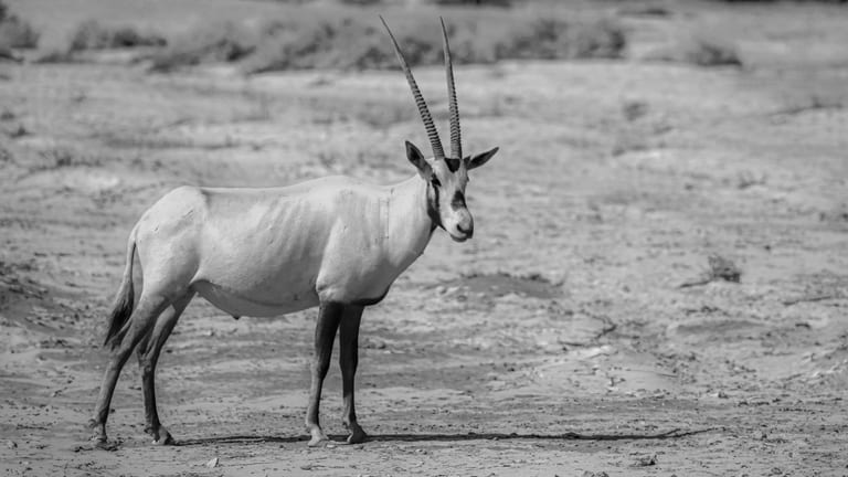 Animals Maha Jordan Azraq 0, a fine-art photograph by Ali Abu Ras