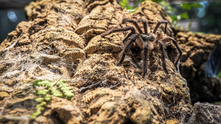 Close-up photograph of a dark, hairy tarantula perched on rugged, uneven brown cork bark with visible webbing and a small green fern leaf in the lower left foreground.