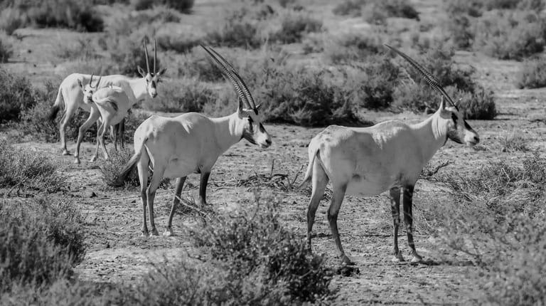 Animals Maha Jordan Azraq, a fine-art photograph by Ali Abu Ras