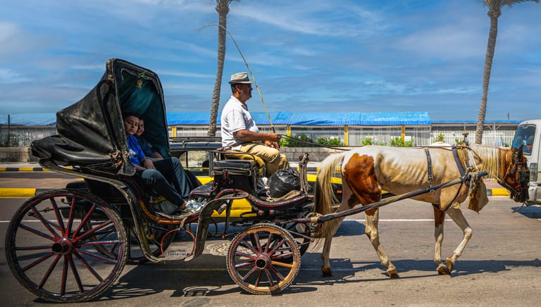 A side-profile view of a horse-drawn carriage moving right on an asphalt road in Alexandria, Egypt. A driver in a hat sits on the box holding reins, while passengers sit inside the dark hooded compartment. A white and brown horse pulls the carriage past tall palm trees.