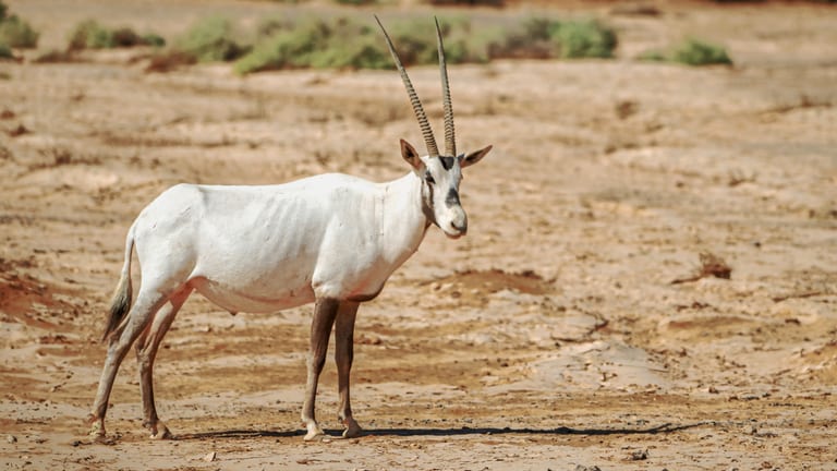 Animals Maha Jordan Azraq, a fine-art photograph by Ali Abu Ras