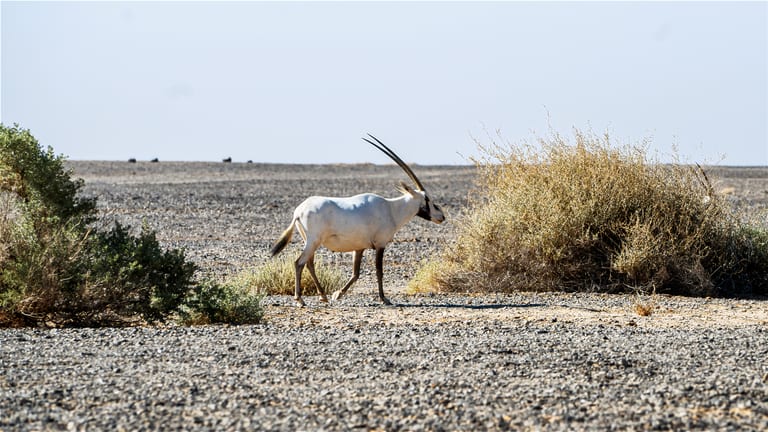 Animals Maha Jordan Azraq X 2, a fine-art photograph by Ali Abu Ras