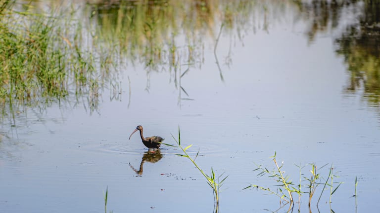 Animals Bird Bafalo Jordan Azraq, a fine-art photograph by Ali Abu Ras