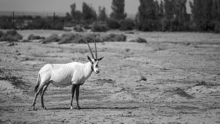 Animals Maha Jordan Azraq, a fine-art photograph by Ali Abu Ras
